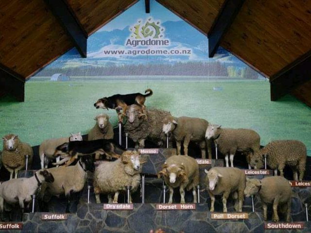 #愛歌頓農場Agrodome Farm-紐西蘭羅託魯亞
