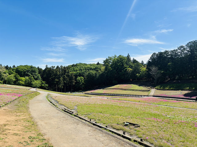Don’t Be Fooled by the Flowers—This Park Hides a Real Adventure!