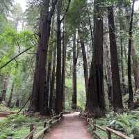 Muir Woods National Monument – Mill Valley, CA