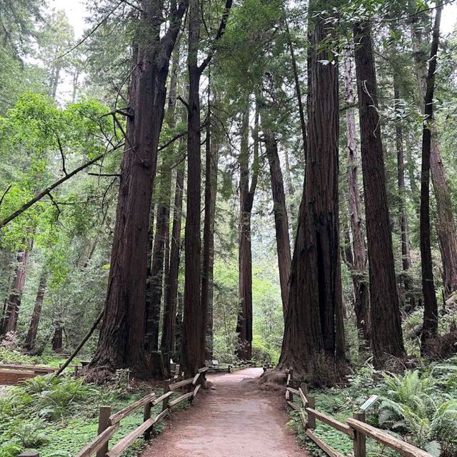 Muir Woods National Monument – Mill Valley, CA
