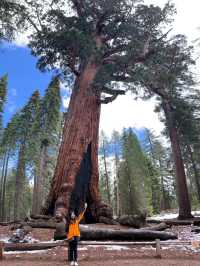 Where Giants Stir: A Springtime Journey Through Mariposa’s Ancient Sequoias
