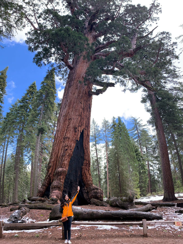 Where Giants Stir: A Springtime Journey Through Mariposa’s Ancient Sequoias
