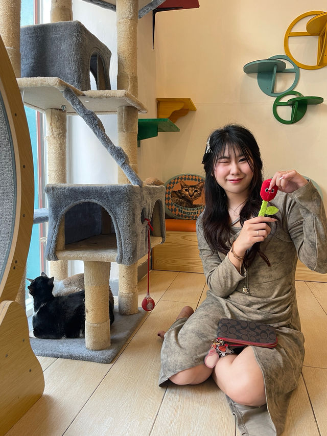 ASOK PETHOUSE CAT CAFE คาเฟ่แมวจร🐱