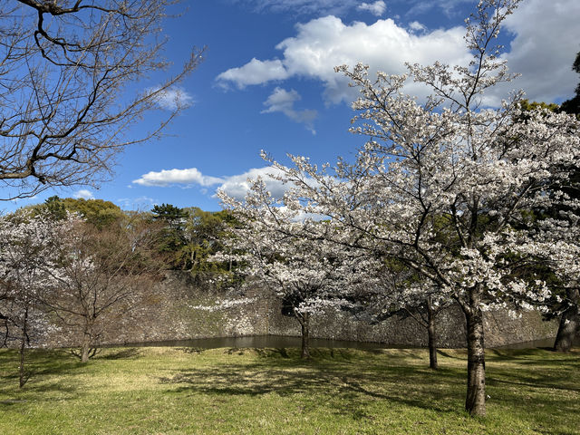 🏞️【皇居春日限定開放】趕上滿開櫻花×最後開放日！東京市中心的賞櫻驚喜體驗 🌸