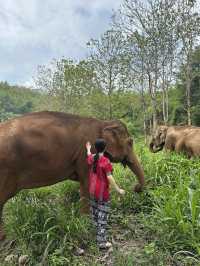 🇹🇭泰國清邁Kerchor 大象保護公園🐘✨不強迫大象的友善環境