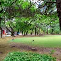 일본 구마모토 필수 여행지 스이젠지 조주엔 🇯🇵🍃