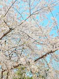 Title: Yongsan Family Park – A Tranquil Retreat in the Heart of Seoul