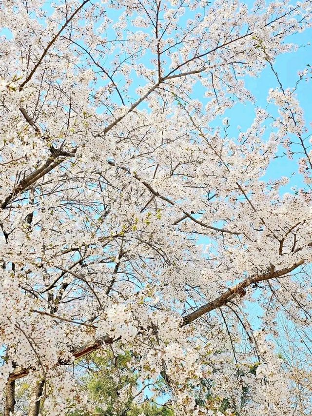 Title: Yongsan Family Park – A Tranquil Retreat in the Heart of Seoul