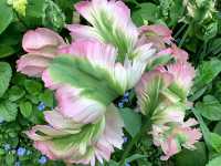 Pashley Manor Gardens – A Timeless English Country Garden