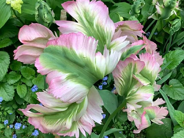 Pashley Manor Gardens – A Timeless English Country Garden