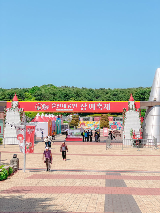 2025 울산대공원 장미축제🌹