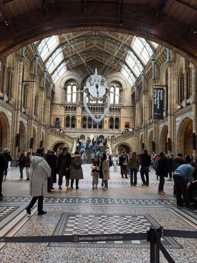 英國自然史博物館🏛人氣恐龍化石，大開眼界（Natural History Museum）
