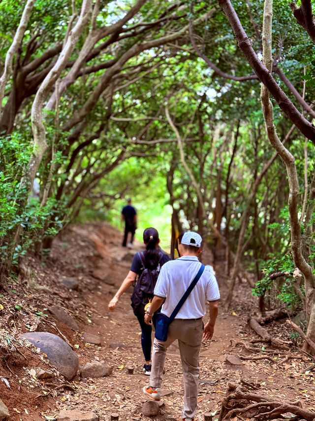 糸島龍貓森林