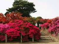 Tsutsujigaoka Park – Tokyo’s Springtime Bloom Spot
