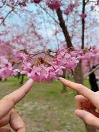 衫林溪🌲專屬櫻花河道櫻花林🌸