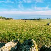 🏴󠁧󠁢󠁳󠁣󠁴󠁿 エディンバラ郊外の森を抜けて…🌲🐑