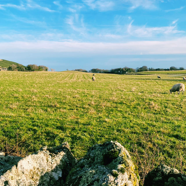 🏴󠁧󠁢󠁳󠁣󠁴󠁿 エディンバラ郊外の森を抜けて…🌲🐑