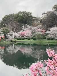 Sakura Reflections at Ogi Park’s Tranquil Lake
