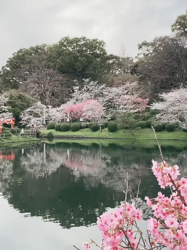 Sakura Reflections at Ogi Park’s Tranquil Lake