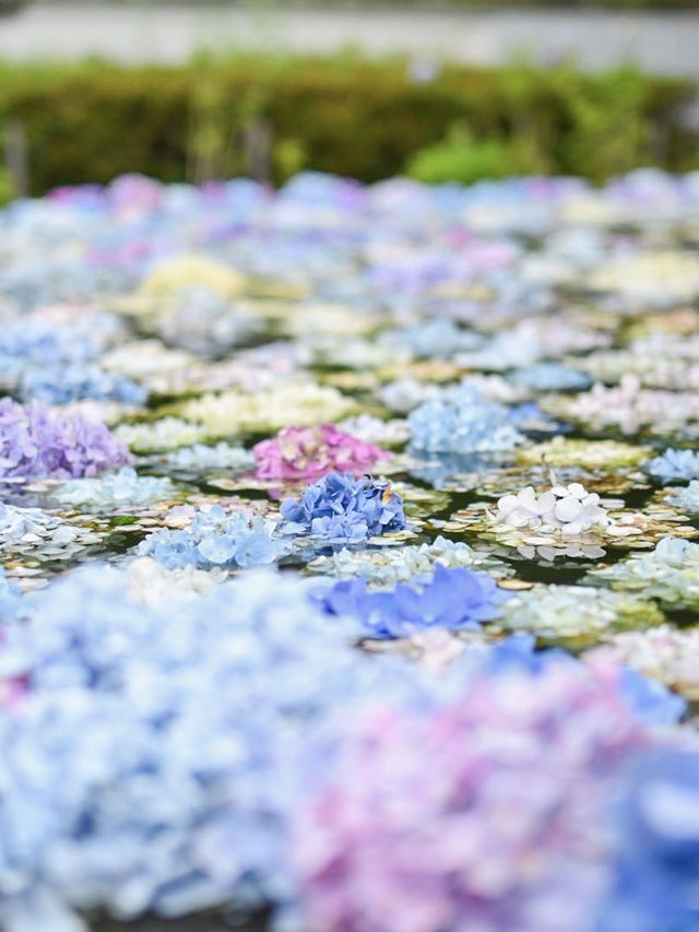 【大阪/池田】久安寺✨水面に浮かぶ紫陽花が魅力！