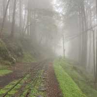 🚶‍♂️阿里山眠月線健行｜沼平車站 ⇄ 石猴車站
