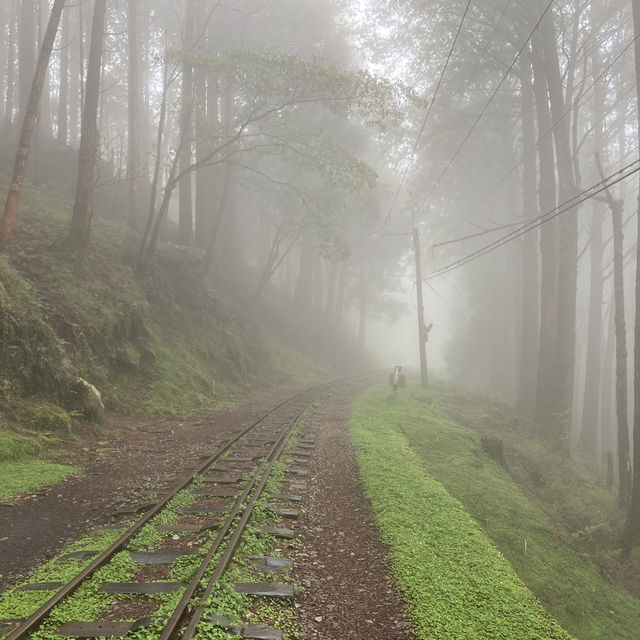 🚶‍♂️阿里山眠月線健行｜沼平車站 ⇄ 石猴車站