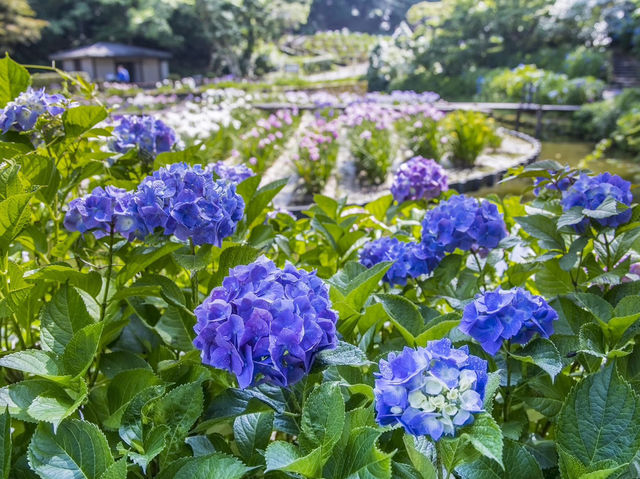 石川縣🇯🇵繡球花景點特集💐