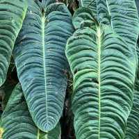 Step into a Living Museum: Basel’s Historic Botanical Garden in Summer