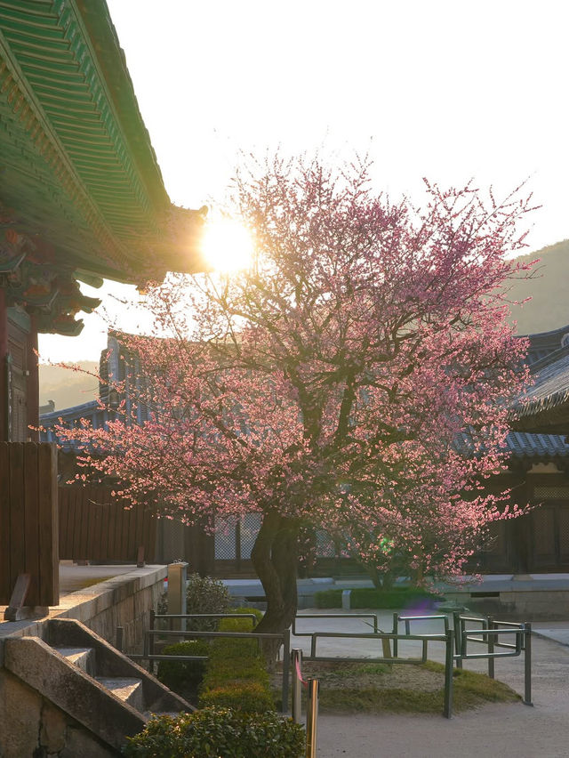 고즈넉한 아름다움 가득 풍기는 통도사 홍매화🌸