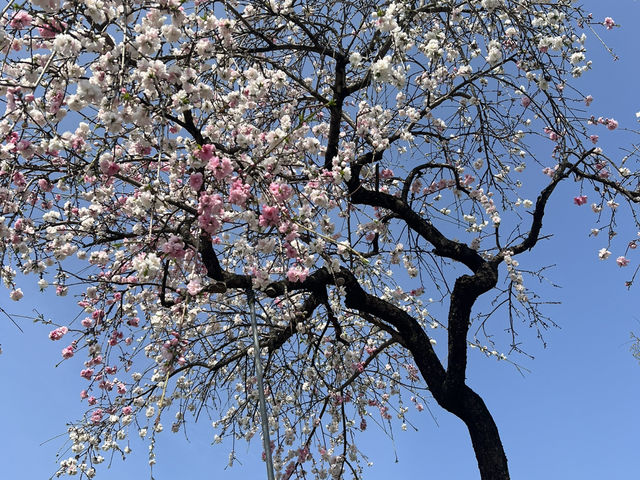 아산 신정호