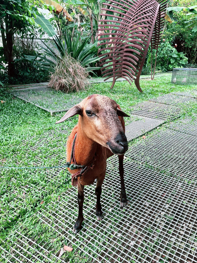 A Hidden Green Haven in the City: Kebun-Kebun Bangsar 