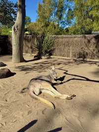 ออสเตรเลีย🇦🇺
