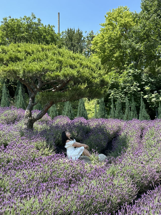 보라빛 향기처럼-