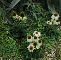 Soak in Nature at Whispering Cafe