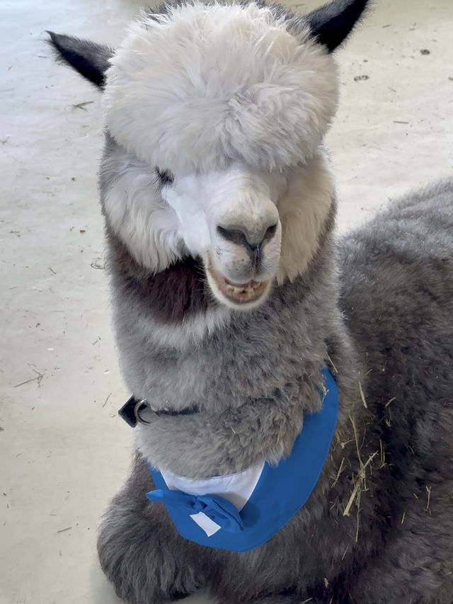 Capyba Cafe Skudai: Feed Alpacas, Meet a Capybara & Try the Cutest Pudding