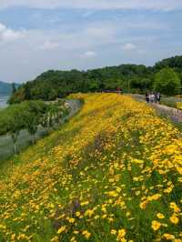 Flower Fields & Chill Walks in Haman’s Bloomy Wonderland