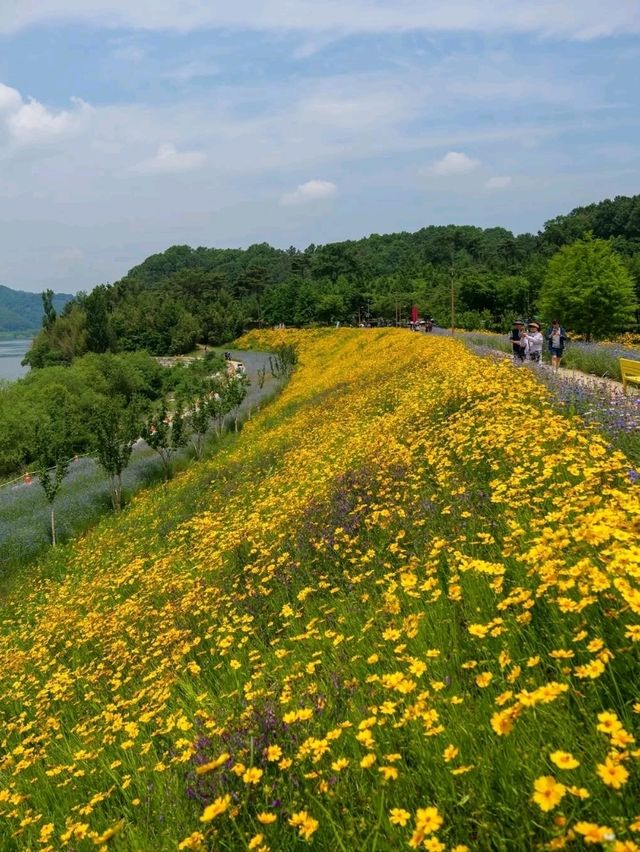 Flower Fields & Chill Walks in Haman’s Bloomy Wonderland
