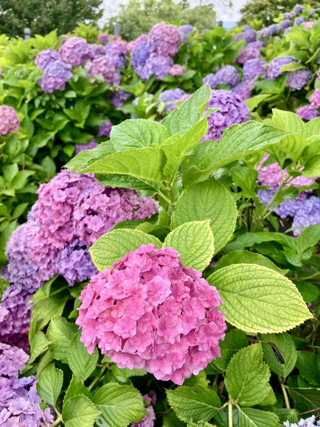 繡球花@東京台場