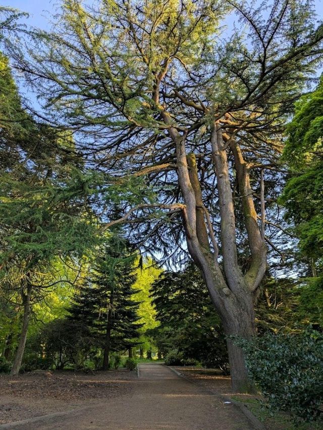 Bute Park