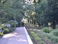 青森五所川原-蘆野公園（繡球花）