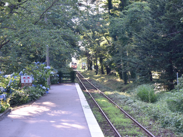 青森五所川原-蘆野公園（繡球花）