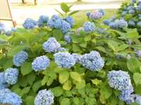 青森五所川原-蘆野公園（繡球花）