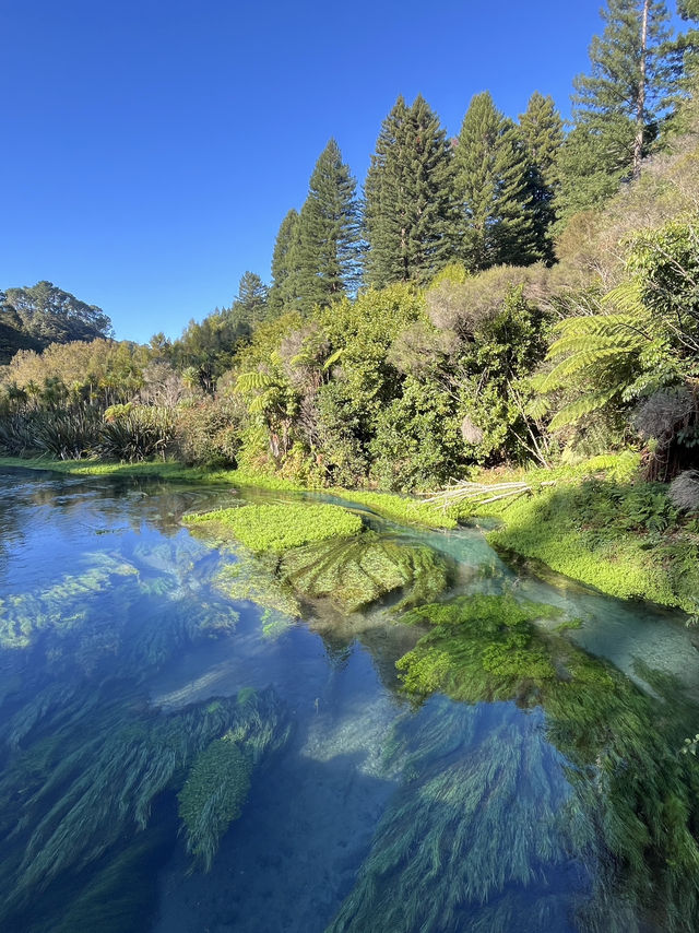 💧紐西蘭最乾淨的水源｜藍泉 Blue Spring｜像走進精靈的國度