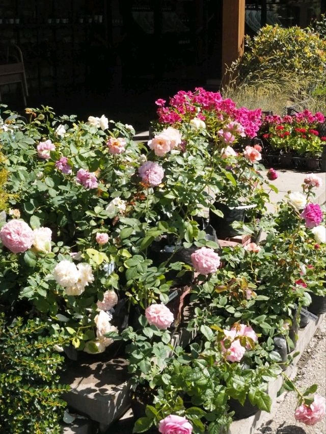 「愛の町」シグナギでのんびり街歩き🌹