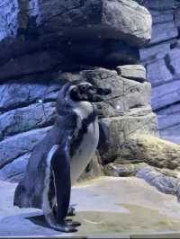ท่องโลกใต้ท้องทะเลไปกับ Aquaria Phuket