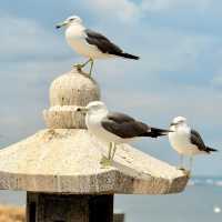Feathered Spirits & Ocean Whispers: A Summer Pilgrimage to Kabushima Shrine
