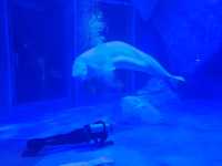 Shanghai Haichang Ocean Park สวนสัตว์น้ำเซี่ยงไฮ้