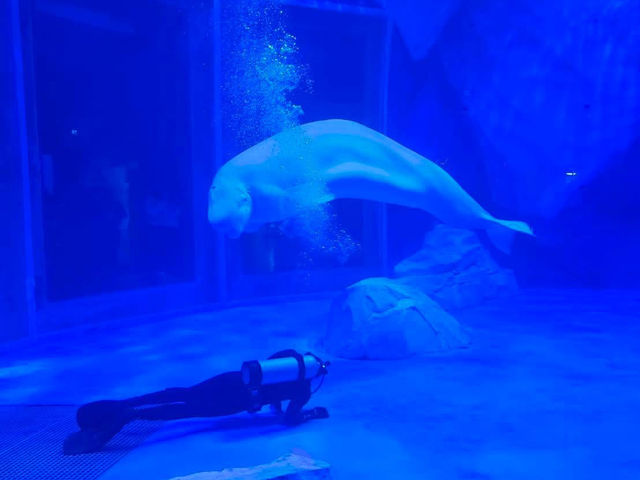 Shanghai Haichang Ocean Park สวนสัตว์น้ำเซี่ยงไฮ้