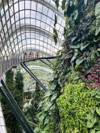 Misty Jungle in a Glass Dome