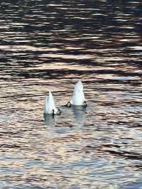 Lake Como: Liquid Alps, Timeless Grace